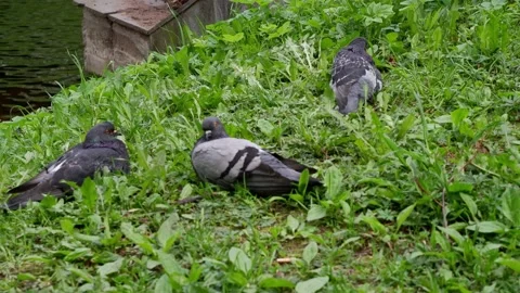 Pigeons sitting in the grass. 4k Stock Footage 154700046
