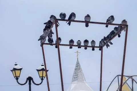 Pigeons sitting on an iron structure Foto stock
