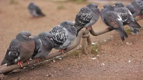 Pigeons sitting on the pipe Stock Footage 65336382