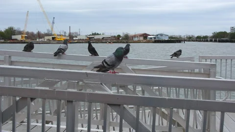 Pigeons sitting on railing by a river Video stock 263862391