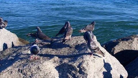 Pigeons sitting on a rock by the ocean Stock Footage 108516726