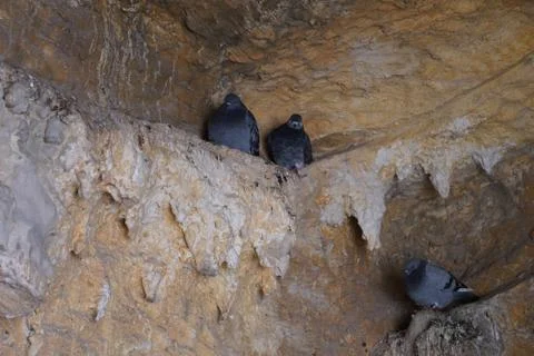 Pigeons sitting on the rocks inside the cave of the Gairaut waterfall. Stock Photos