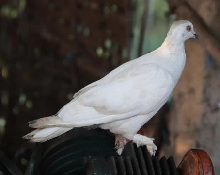 Pigeons sitting on a stone Stock-Fotos