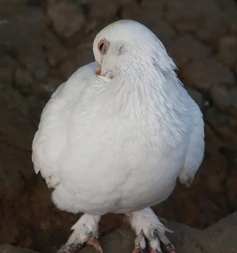 Pigeons sitting on a stone Stock Photos