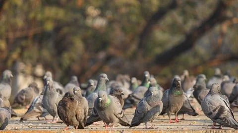 The Pigeons Sitting In The Sunlight. Stock Photos