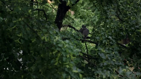 Pigeons sitting on the tree brench, love and divorce Stock Footage