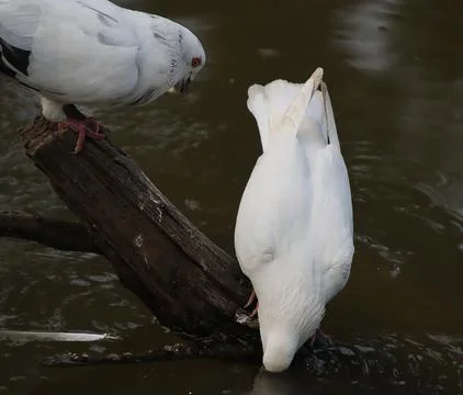 Pigeons sitting on a tree trunk drinking water from the river Stock Photos