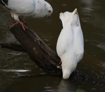 Pigeons sitting on a tree trunk drinking water Stock Photos