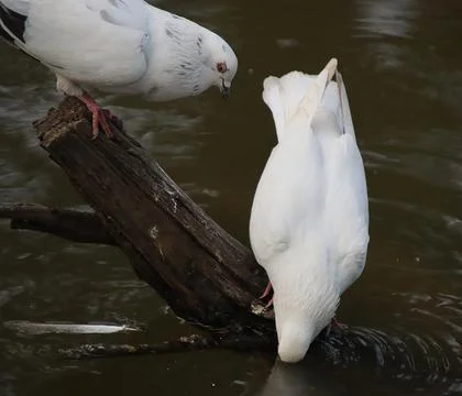 Pigeons sitting on a tree trunk drinking water Stock Photos