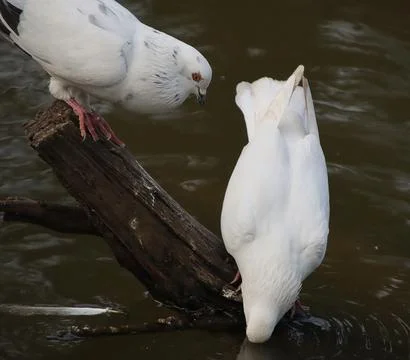 Pigeons sitting on a tree trunk drinking water Foto stock