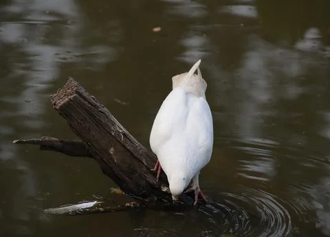 Pigeons sitting on a tree trunk drinking water Stock Photos