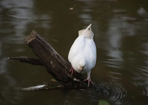 Pigeons sitting on a tree trunk drinking water Foto stock
