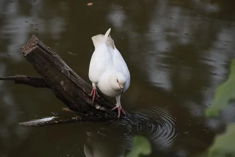 Pigeons sitting on a tree trunk drinking water Stock Photos