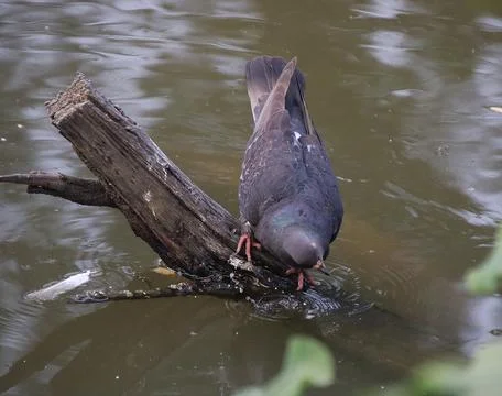 Pigeons sitting on a tree trunk drinking water Foto stock