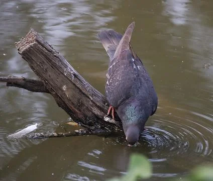 Pigeons sitting on a tree trunk drinking water Stock Photos