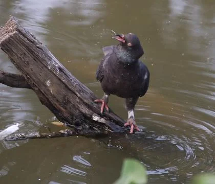 Pigeons sitting on a tree trunk drinking water Stock Photos