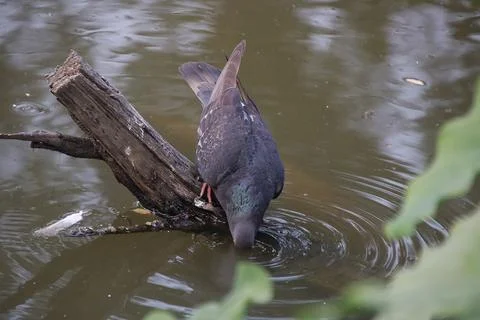 Pigeons sitting on a tree trunk drinking water Stock Photos