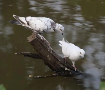 Pigeons sitting on a tree trunk drinking water Stock Photos