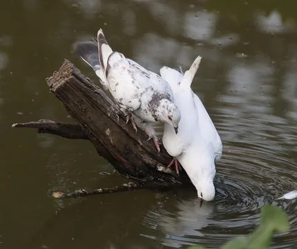 Pigeons sitting on a tree trunk drinking water Stock Photos