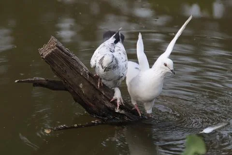 Pigeons sitting on a tree trunk drinking water Stock Photos