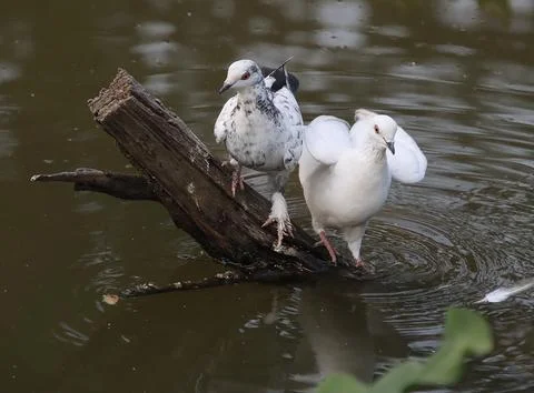 Pigeons sitting on a tree trunk drinking water Stock Photos