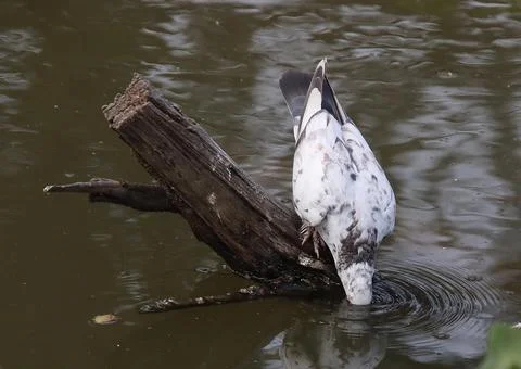 Pigeons sitting on a tree trunk drinking water Stock Photos