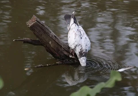 Pigeons sitting on a tree trunk drinking water Stock-Fotos