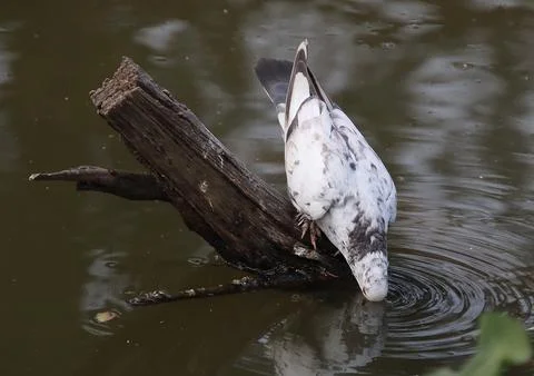 Pigeons sitting on a tree trunk drinking water Stock Photos
