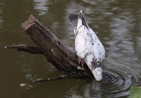 Pigeons sitting on a tree trunk drinking water Stock-Fotos