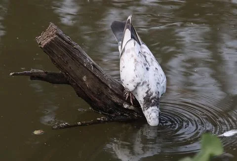 Pigeons sitting on a tree trunk drinking water Stock Photos