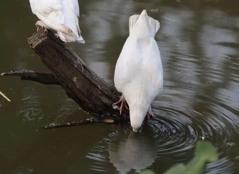 Pigeons sitting on a tree trunk drinking water Stock Photos