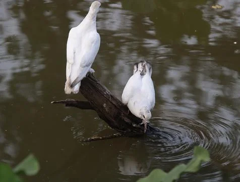 Pigeons sitting on a tree trunk drinking water Stock Photos