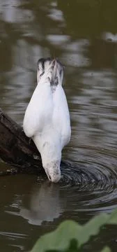 Pigeons sitting on a tree trunk drinking water Stock Photos