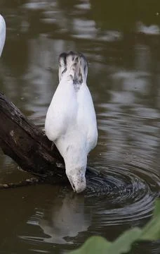 Pigeons sitting on a tree trunk drinking water Foto stock