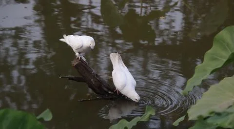 Pigeons sitting on a tree trunk drinking water Stock Photos