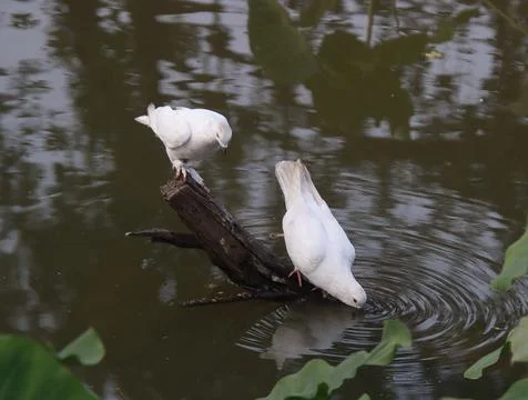 Pigeons sitting on a tree trunk drinking water Stock Photos