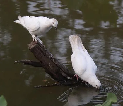 Pigeons sitting on a tree trunk drinking water Stock Photos