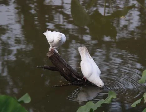Pigeons sitting on a tree trunk drinking water Foto stock