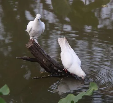 Pigeons sitting on a tree trunk drinking water Stock Photos