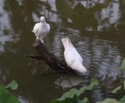 Pigeons sitting on a tree trunk drinking water Stock Photos