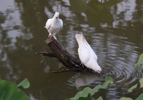 Pigeons sitting on a tree trunk drinking water Stock Photos