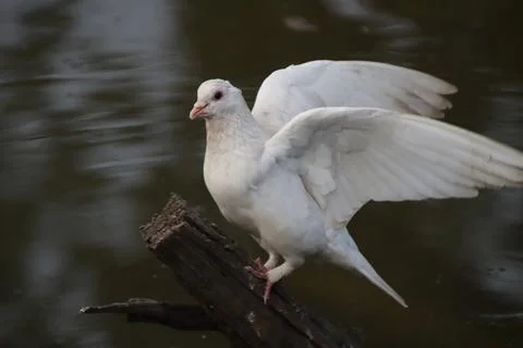 Pigeons sitting on a tree trunk Stock Photos