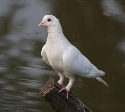 Pigeons sitting on a tree trunk Stock-Fotos
