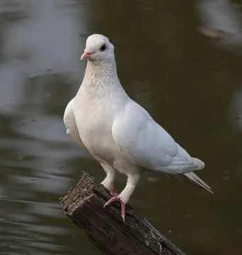Pigeons sitting on a tree trunk Stock Photos