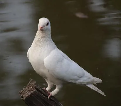 Pigeons sitting on a tree trunk Stock Photos