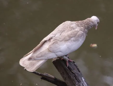 Pigeons sitting on a tree trunk Stock Photos