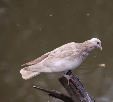 Pigeons sitting on a tree trunk Stock Photos