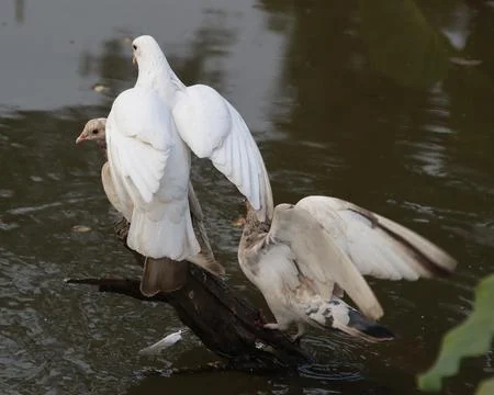 Pigeons sitting on a tree trunk Foto stock