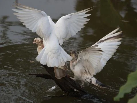 Pigeons sitting on a tree trunk Stock Photos