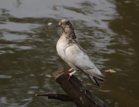 Pigeons sitting on a tree trunk Stock Photos